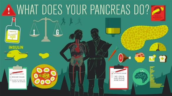Image from TedEd Pancreas animated video